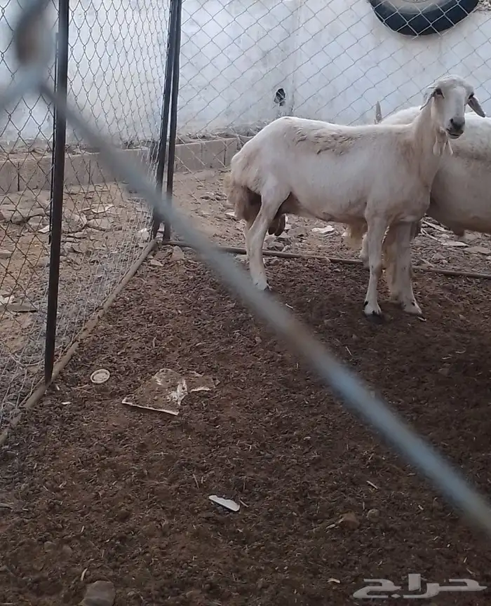 نعجه للبيع 1