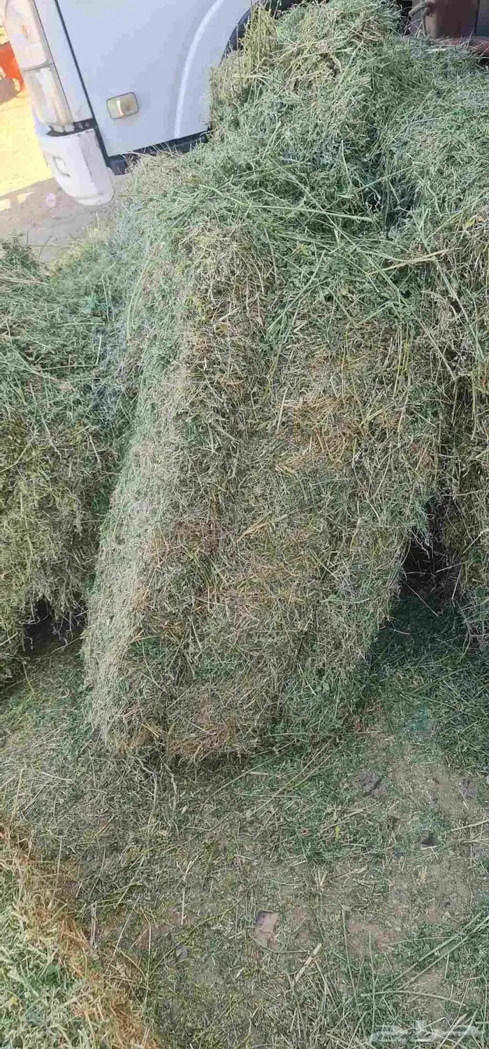 برسيم صافي 0