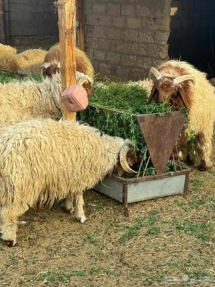 خرفان نعيم و هرافي 2