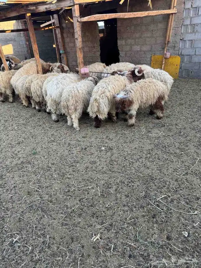 خرفان نعيم و هرافي 3