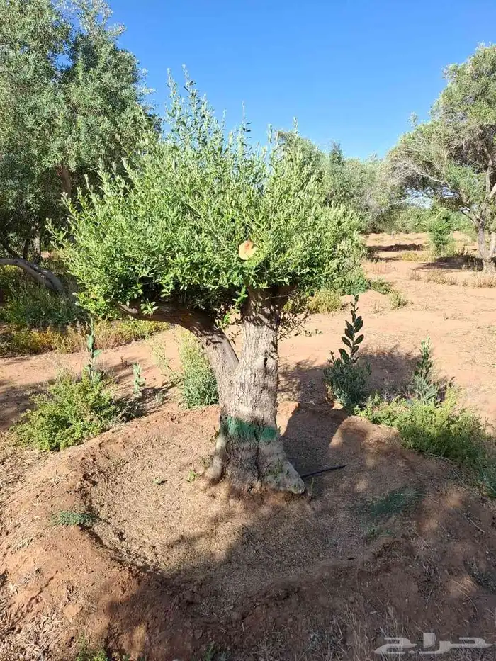 زيتون مثمر نيبالي نخل وشنطني 9