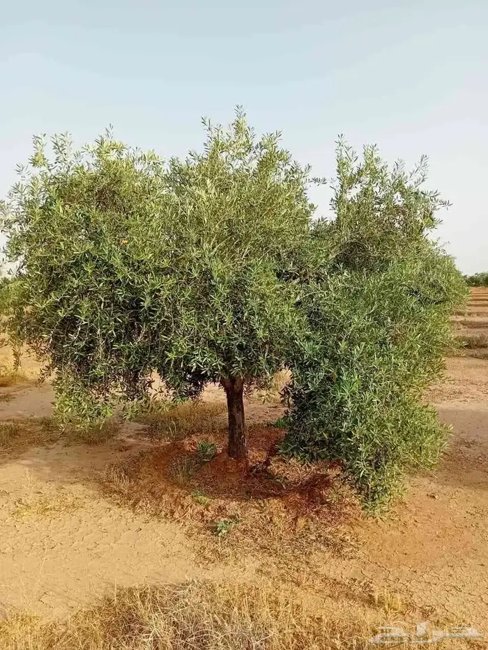 زيتون مثمر نيبالي نخل وشنطني 2