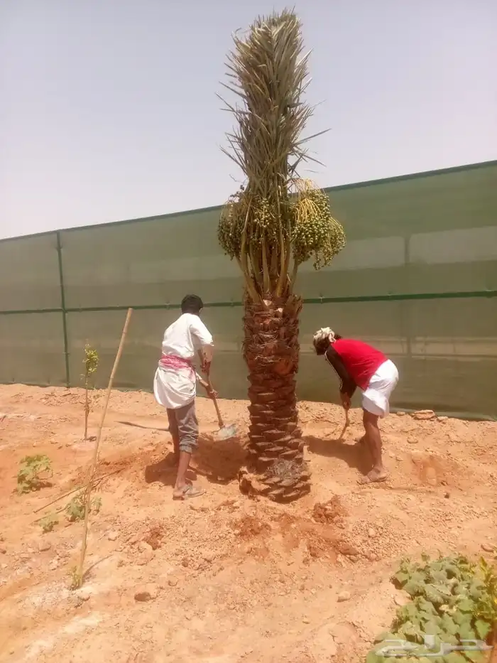 يوجد لدينا نخل زينه وعربي علا جميع المقاسات وسعار مناسبه 0