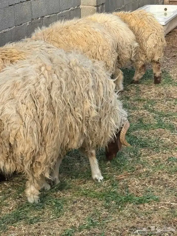 خرفان نعيم و هرافي 0