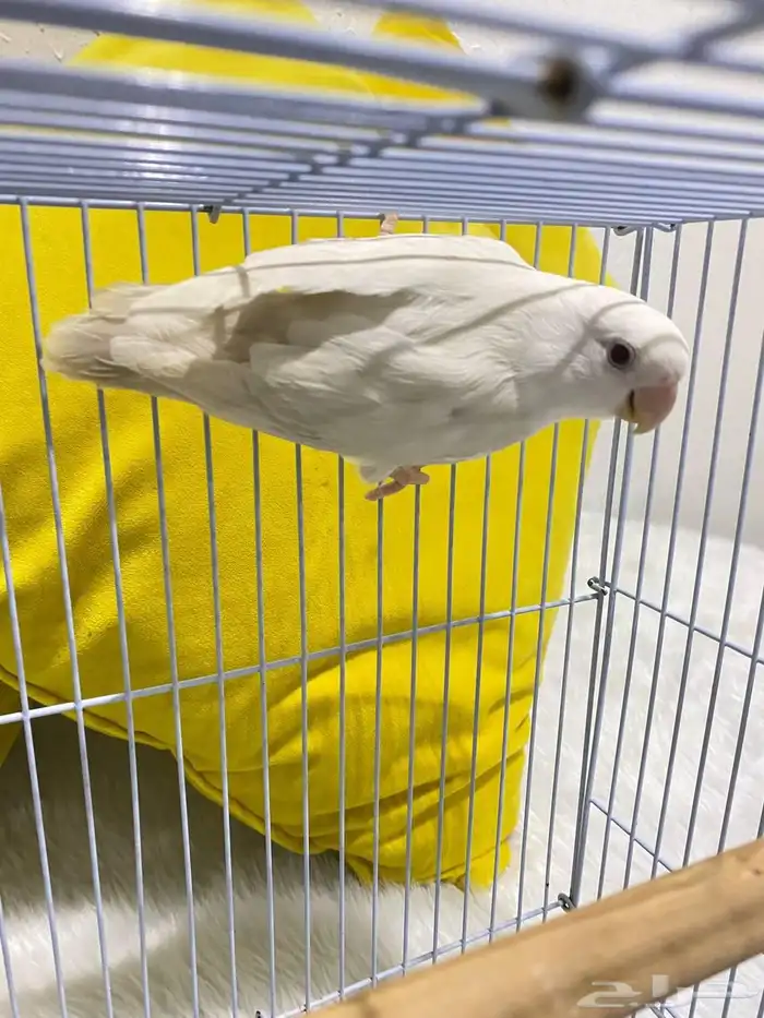 انثى روز تم البيع 0