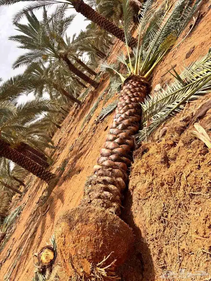 يوجد لدينا نخل زينه وعربي علا جميع المقاسات وسعار مناسبه 9
