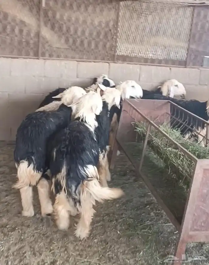ضحايا طيبات وسمان العمر من 8 شهور ل 10 شهور 0
