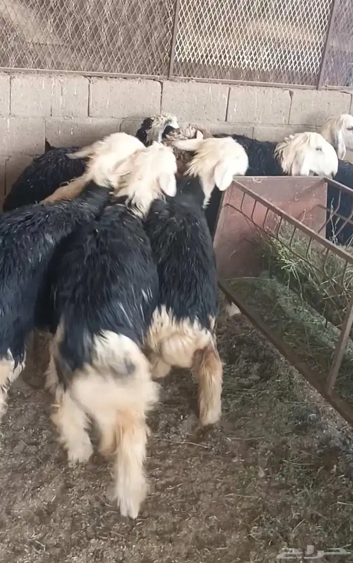 ضحايا طيبات وسمان العمر من 8 شهور ل 10 شهور 3