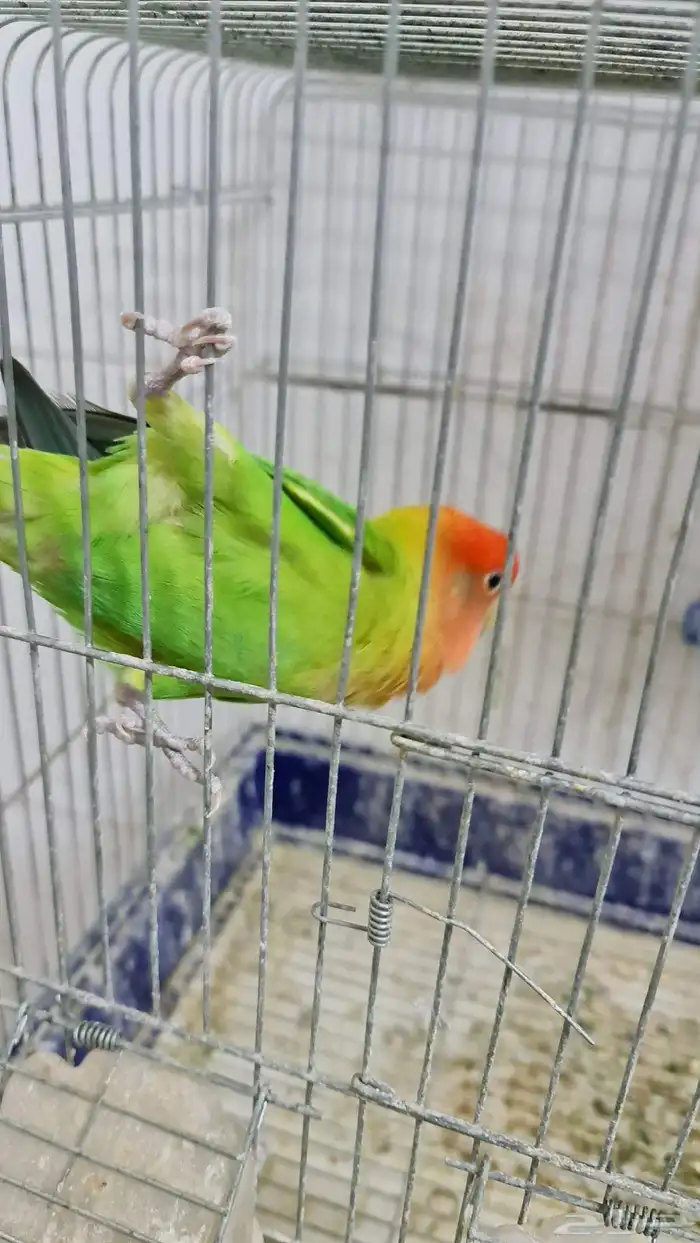 ذكر روز جاهز عمرة سنتان ونصف 130 ريال 5
