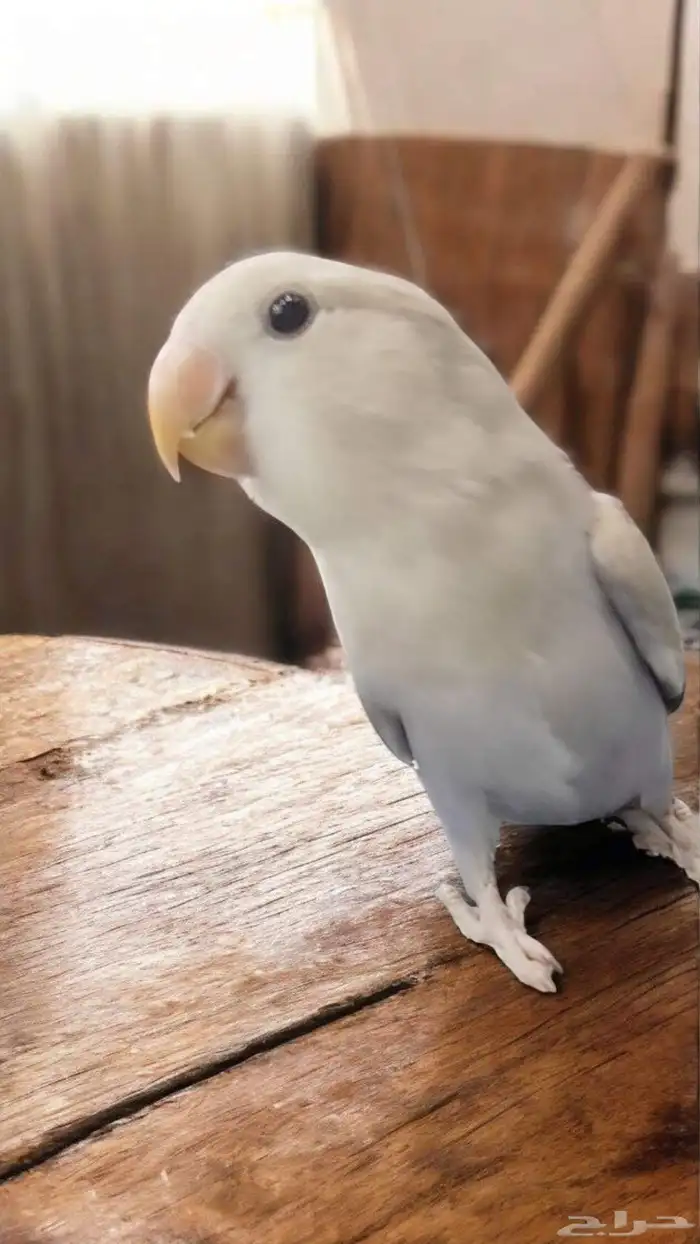 كنيور روز كروان دره اليفه واسماك وسلاحف 2