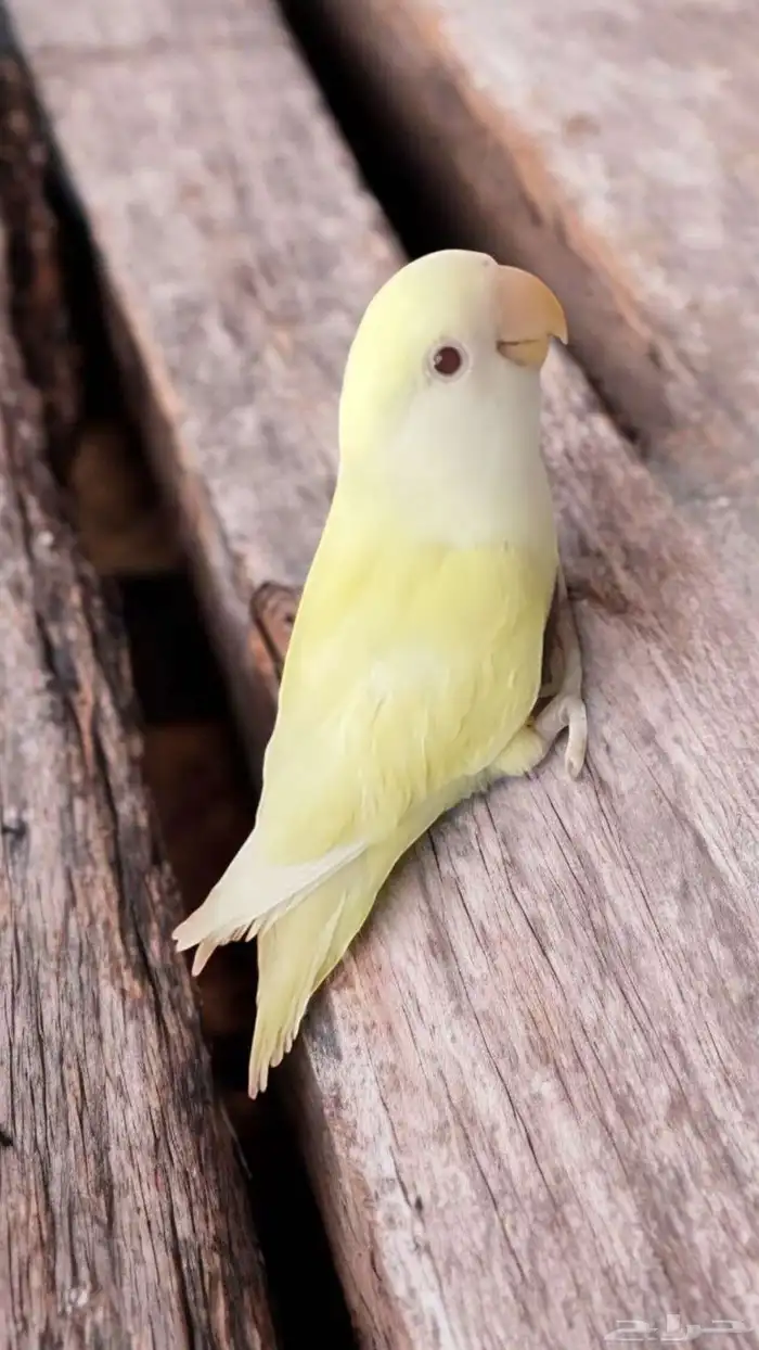 فرخ روز اينو و لتينو عيون حمر مفطوم 2