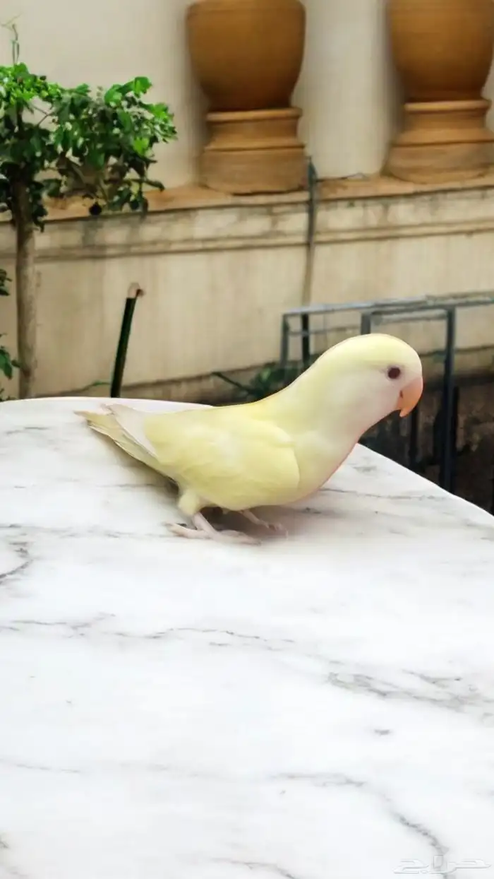 فرخ روز اينو و لتينو عيون حمر مفطوم 1