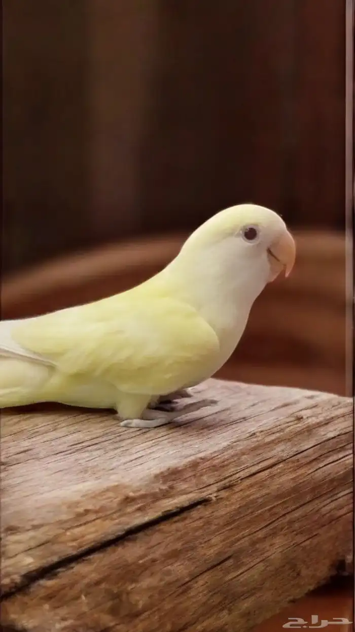 فرخ روز اينو و لتينو عيون حمر مفطوم 0