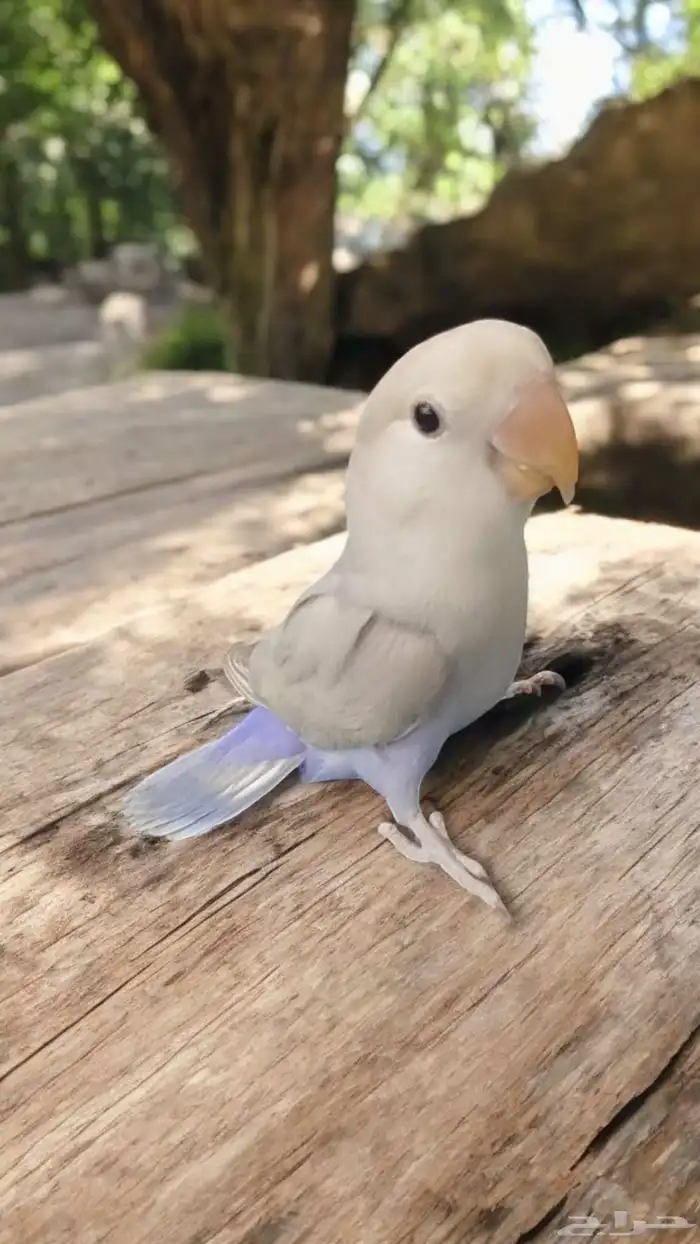 كنيور روز كروان دره اليفه واسماك وسلاحف 0