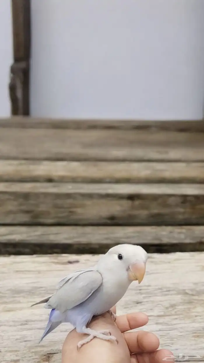 كنيور روز كروان دره اليفه واسماك وسلاحف 1