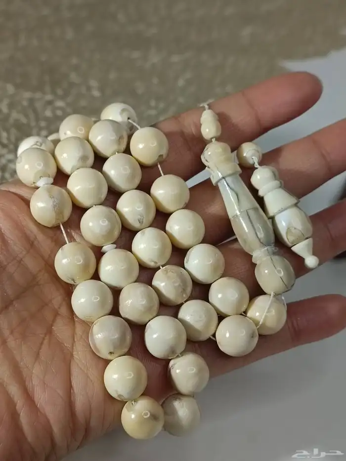 سبحة من النوادر .. ناب اسد طبيعي شرط 0