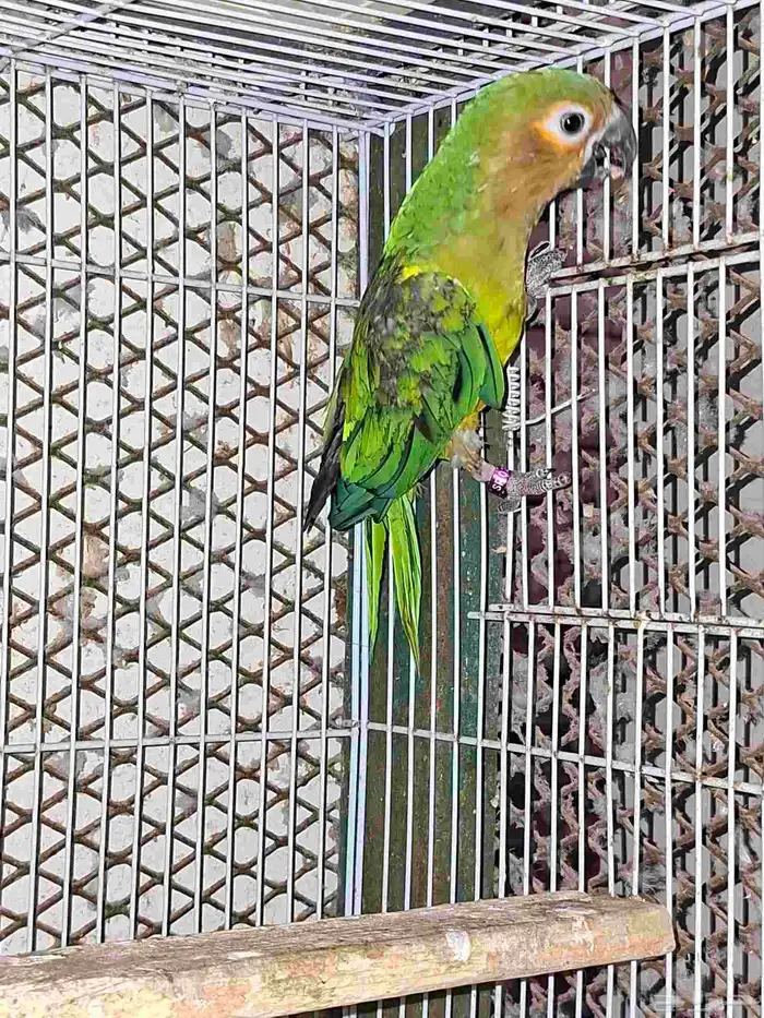 برون ثرونتد كنيور 3