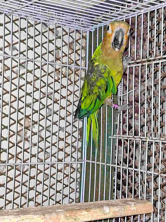 برون ثرونتد كنيور 4