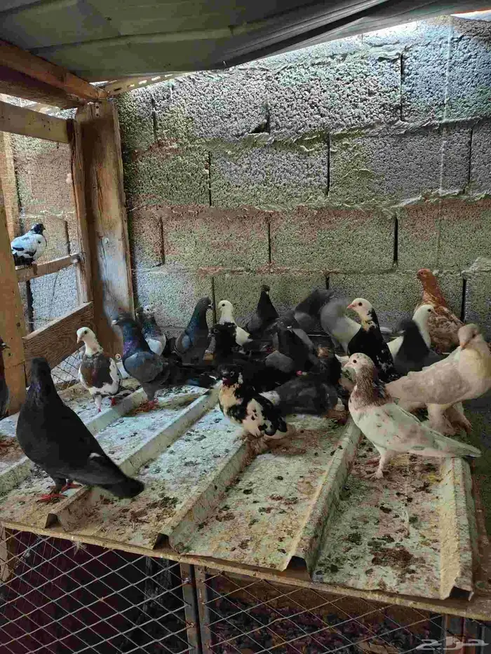 تم البيع 6