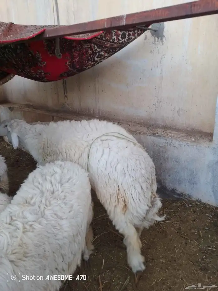 اضحية حري 0