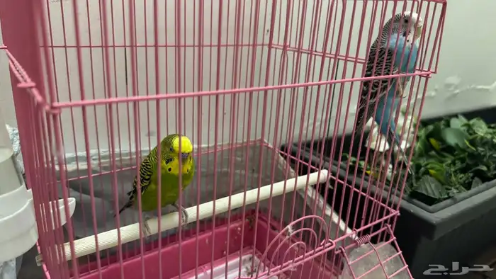 طيور باجي الحب 1