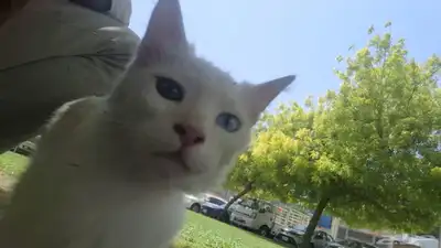 قط للبيع الجبيل ذكر اليف 1