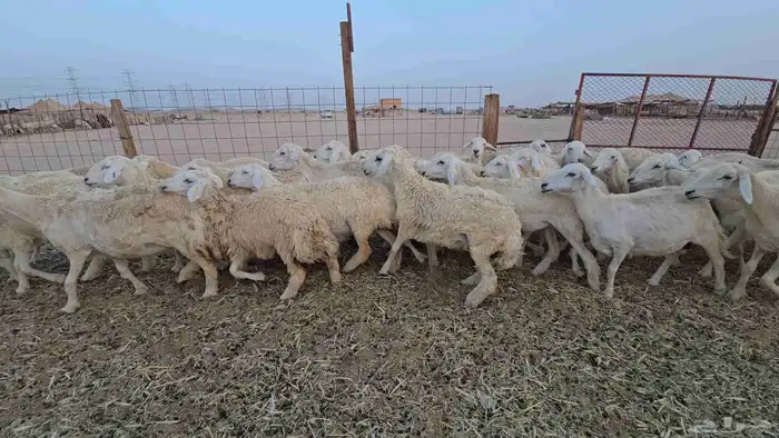 مكه عمق 1