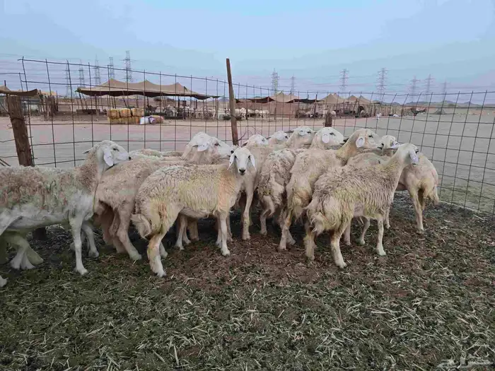 مكه عمق 5