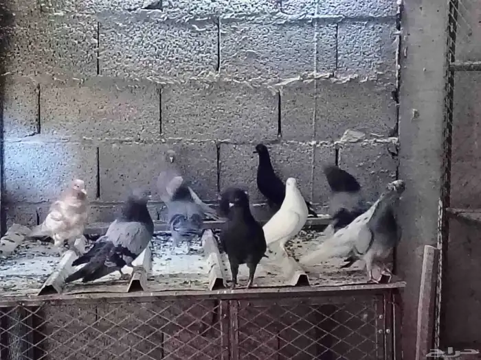 تم البيع 5