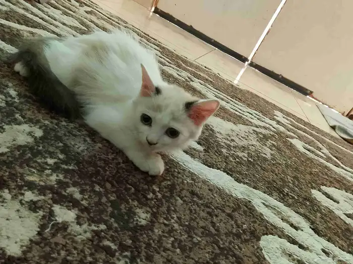 القطه مفقوده 1
