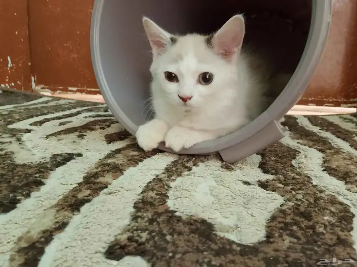 القطه مفقوده 0