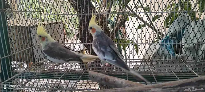 جوز كروان منتج 1