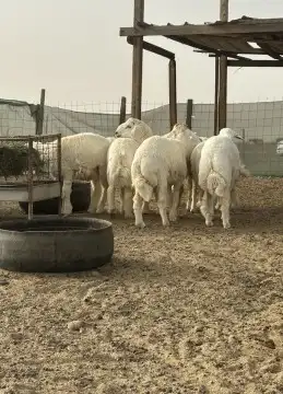 غنم للبيع 0