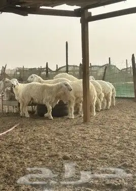 غنم للبيع 1