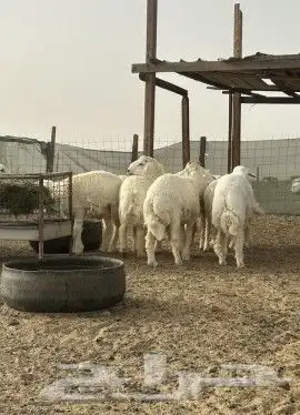 غنم للبيع 3
