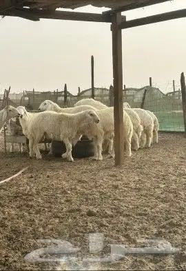 غنم للبيع 2