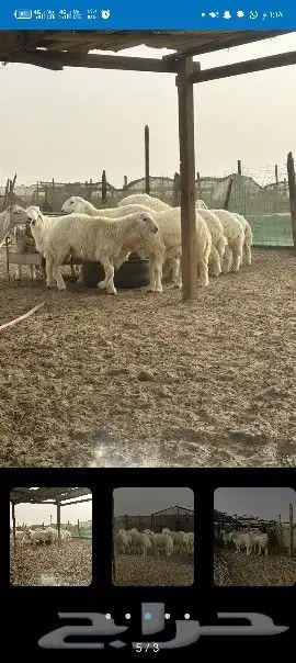 غنم للبيع 5