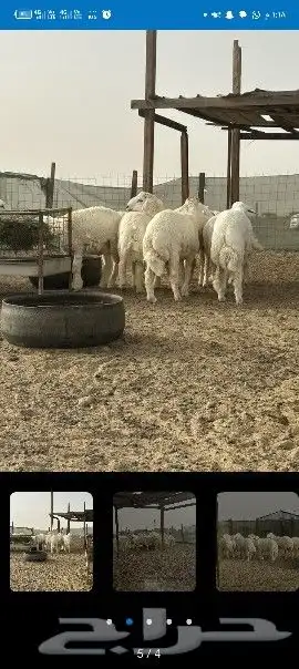 غنم للبيع 6