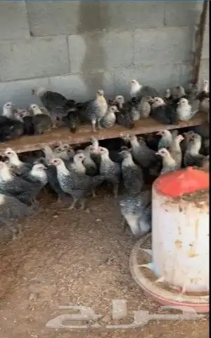 دجاج بياض 5