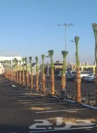 نخل واشنطوني زينه 1