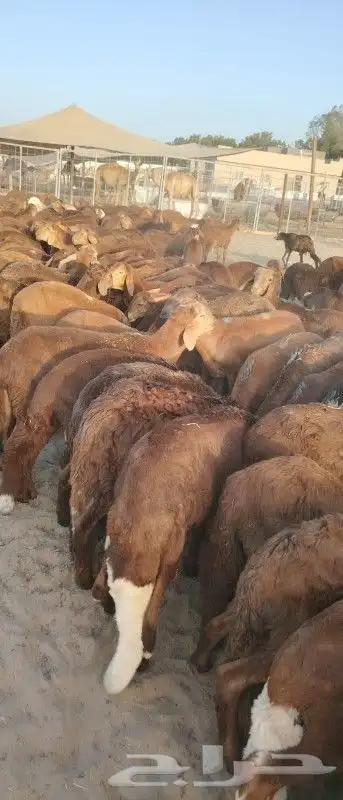 موقعنا مكة الرياض الباحة تبوك الخرج 31