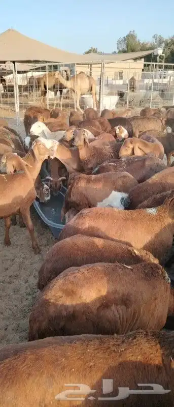موقعنا مكة الرياض الباحة تبوك الخرج 35