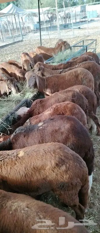 موقعنا مكة الرياض الباحة تبوك الخرج 29