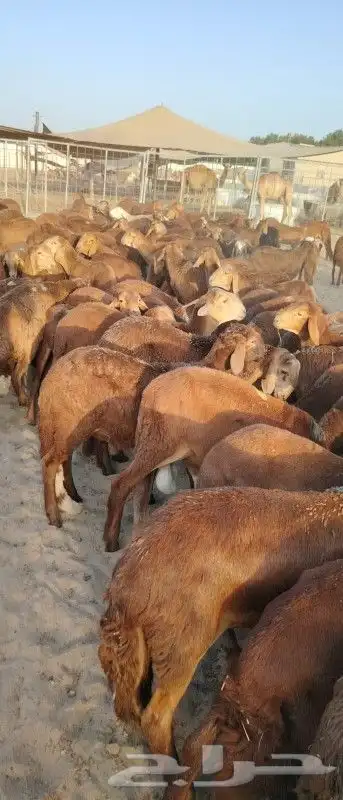 موقعنا مكة الرياض الباحة تبوك الخرج 38
