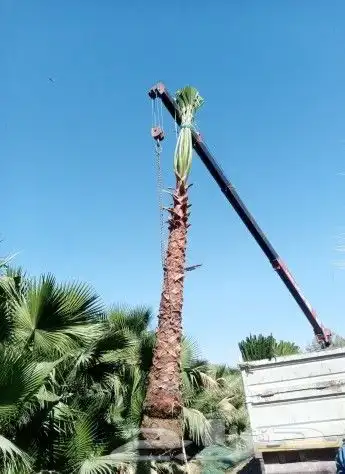 نخل واشنطوني زينه 7
