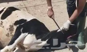 جزار محترف أبحث عن عمل 0