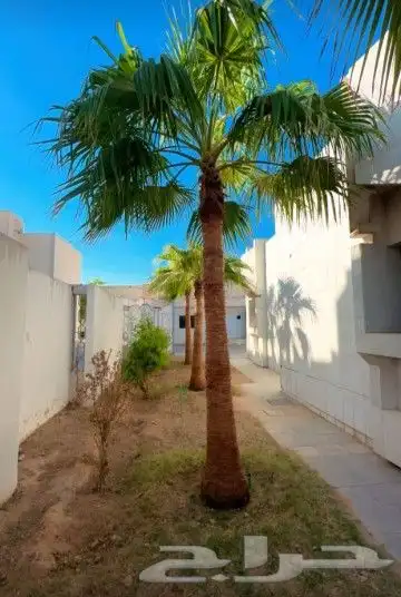 نخل واشنطوني زينه 2