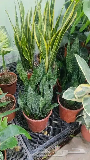 مشتل زراعي بأسعار مناسبة 11