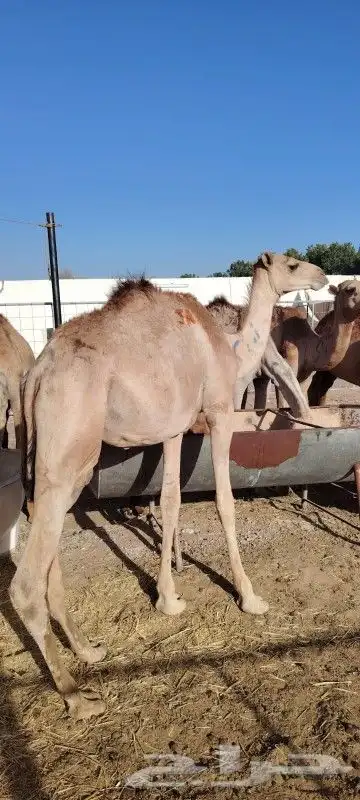 موقعنا مكة الرياض الباحة تبوك الخرج 17