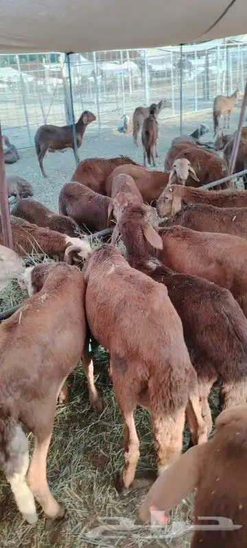 موقعنا مكة الرياض الباحة تبوك الخرج 32